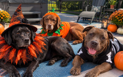 Happy Halloween from My Three Little Monsters!