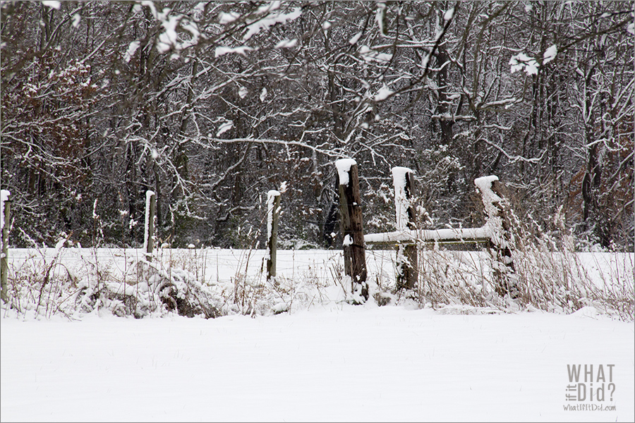snow capped fence posts
